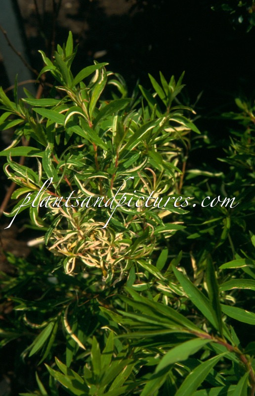 Spiraea thunbergii ‘Mount Fuji’