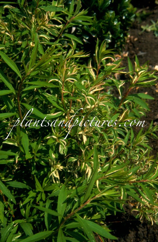 Spiraea thunbergii ‘Mount Fuji’