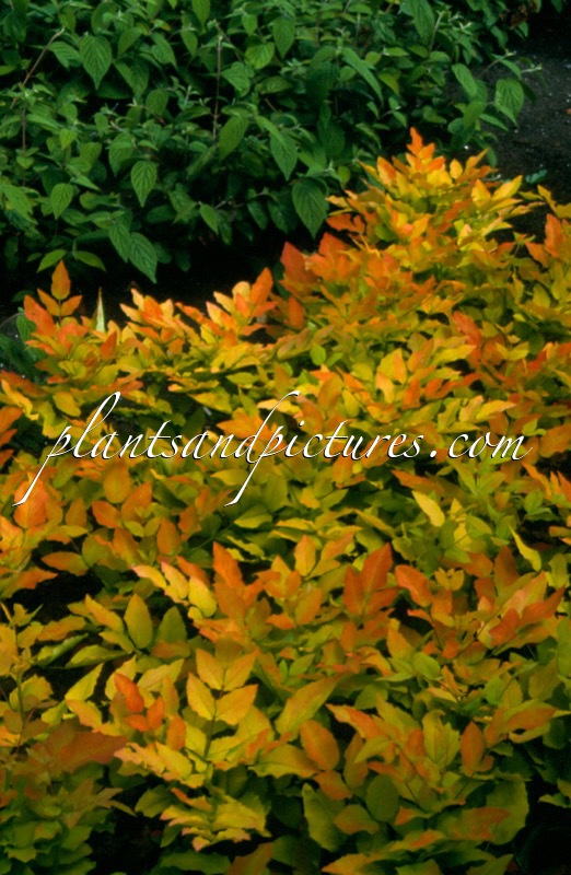 Mahonia wagneri ‘Moseri’