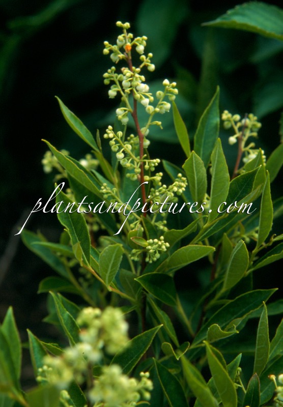 Lyonia ligustrina