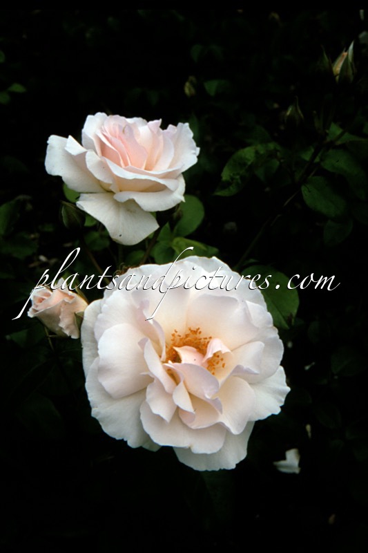 Rosa ‘Lenmar’ (MARIA MATHILDA)