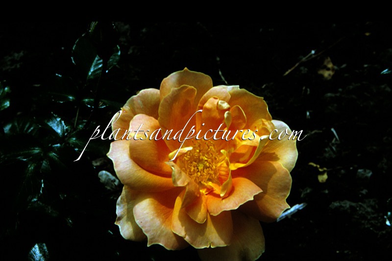 Rosa ‘Angéle Pernet’