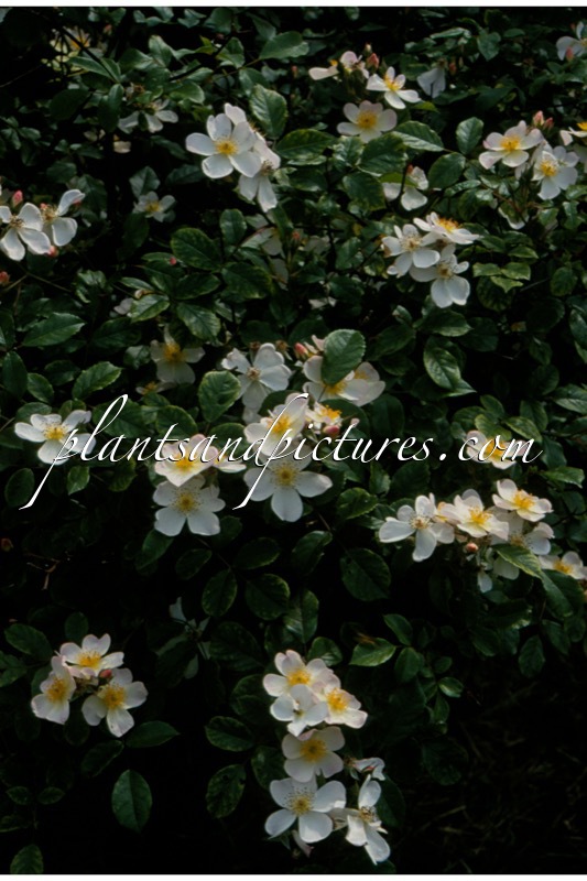 Rosa ‘Interflowi’ (WHITE FLEURETTE)