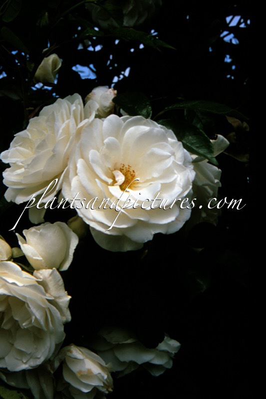 Rosa ‘Climbing Schneewittchen’