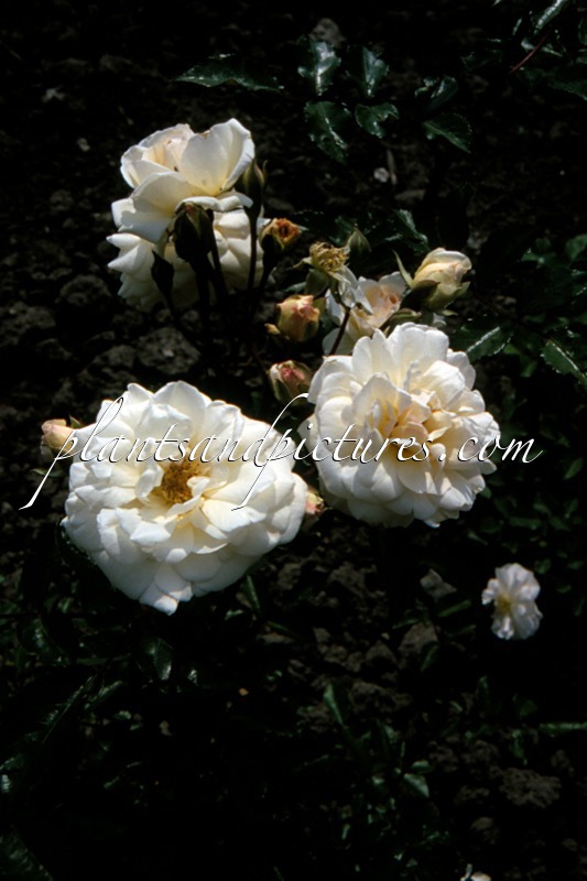 Rosa ‘Prosperity’