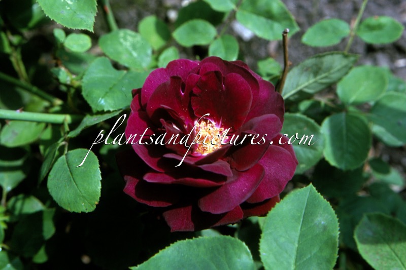 Rosa ‘Souvenir du Docteur Jamain’