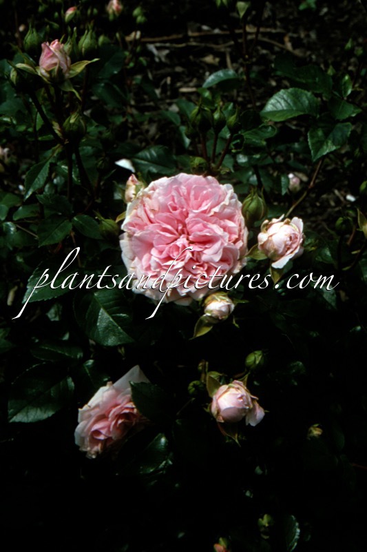 Rosa ‘Meirozrug’ (TURBO MEIDILAND; TURBO RUGOSTAR)