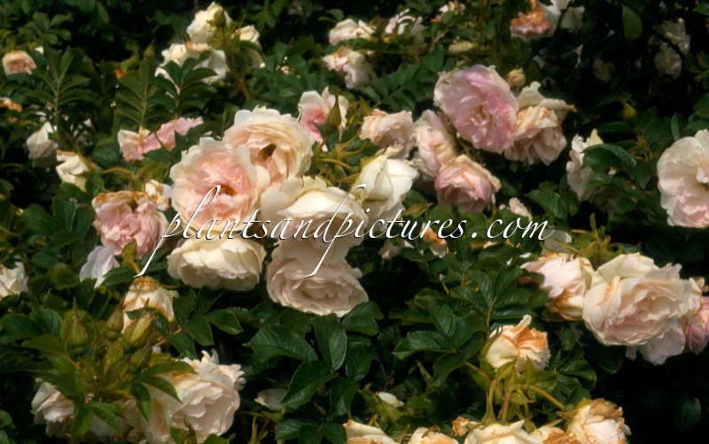 Rosa ‘Stronin’ (POLAREIS)