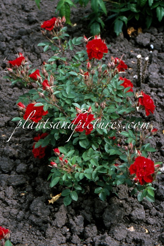 Rosa ‘Meidactyl’ (STENO; SUPER RUGOSTAR)