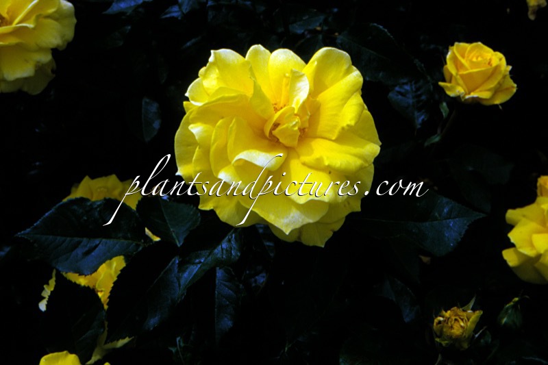 Rosa ‘Meibaltaz’ (ANTHONY MEILLAND)