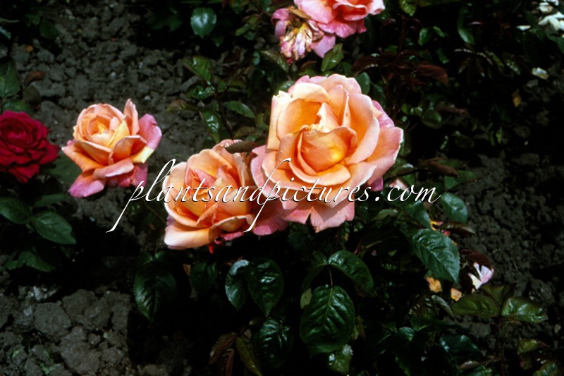 Rosa ‘Poultroi’ (ROYAL DANE; TROIKA)