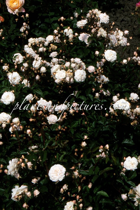 Rosa ‘Marie Pavié’