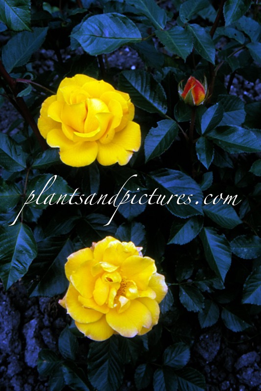 Rosa ‘Korfalt’ (GOLDMARIE 82)