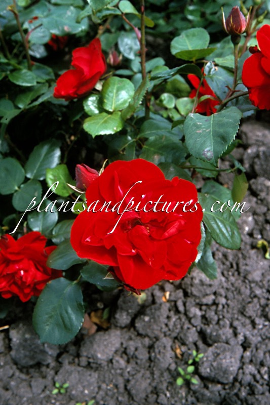 Rosa ‘Kortor’ (TORNADO)