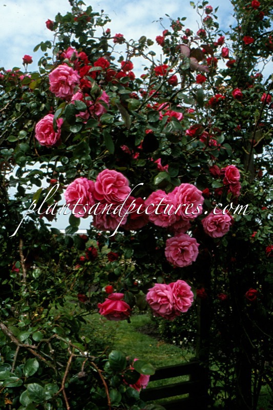 Rosa ‘Macba’ (GALWAY BAY)