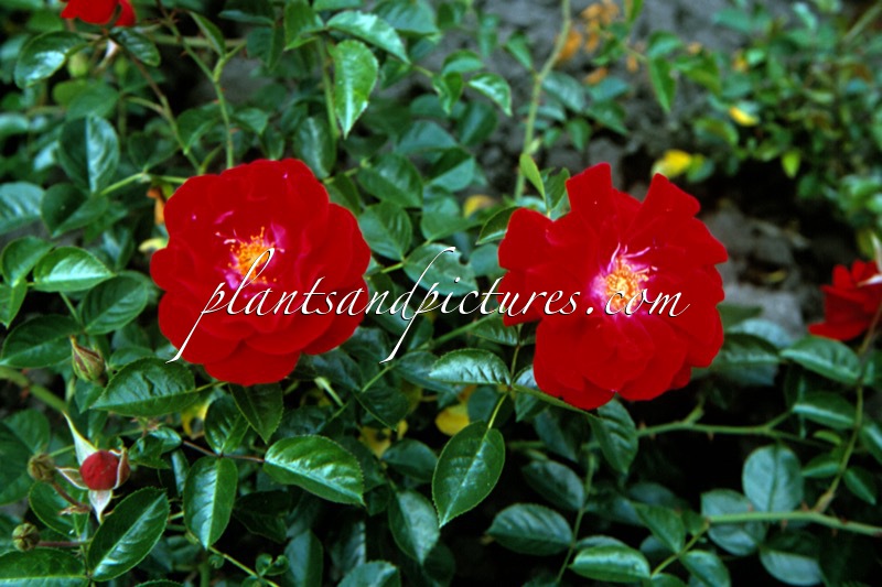 Rosa ‘Kortemma’ (CHILTERNS; MAINAUFEUER)