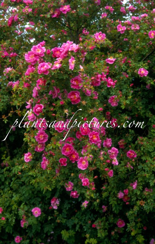 Rosa californica ‘Plena’