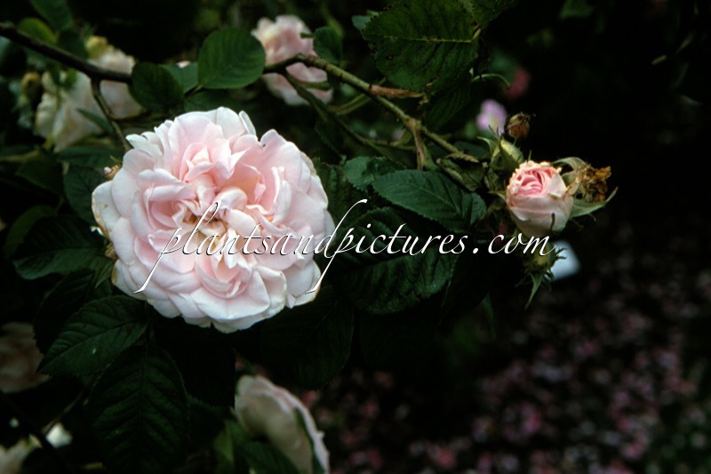 Rosa ‘Great Maiden’s Blush’