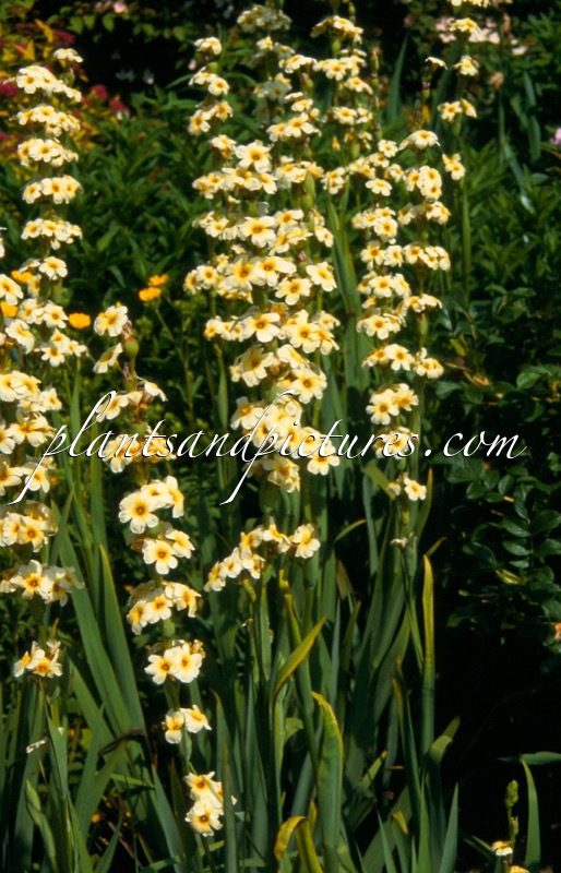 Sisyrinchium striatum