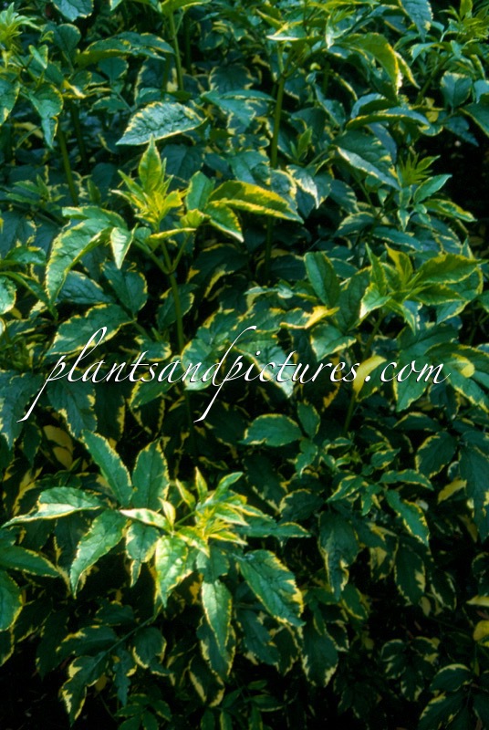 Sambucus nigra ‘Aureomarginata’