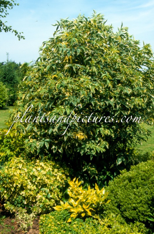 Sambucus nigra ‘Aureomarginata’
