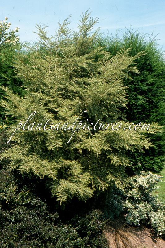 Azara microphylla ‘Variegata’
