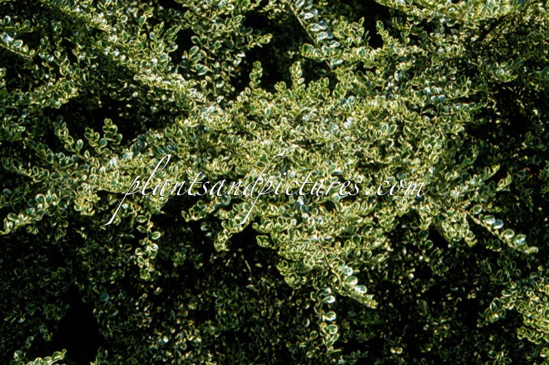 Azara microphylla ‘Variegata’
