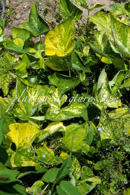 Brunnera macrophylla ‘Gordano Gold’