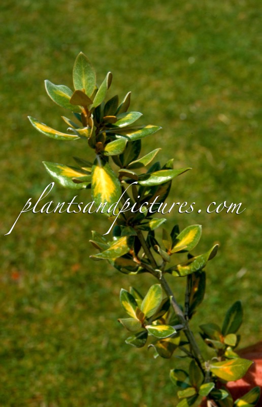 Olearia traversii ‘Tweedledum’