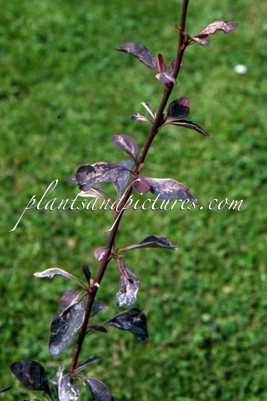 Berberis ottawensis ‘Silver Miles’