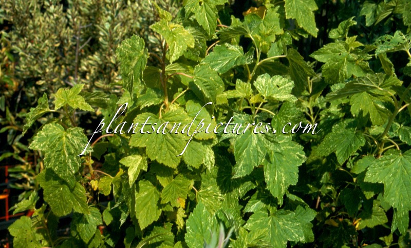 Ribes americanum ‘Variegatum’