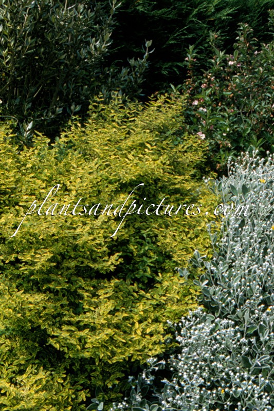 Symphoricarpos orbiculatus ‘Foliis Variegatis’