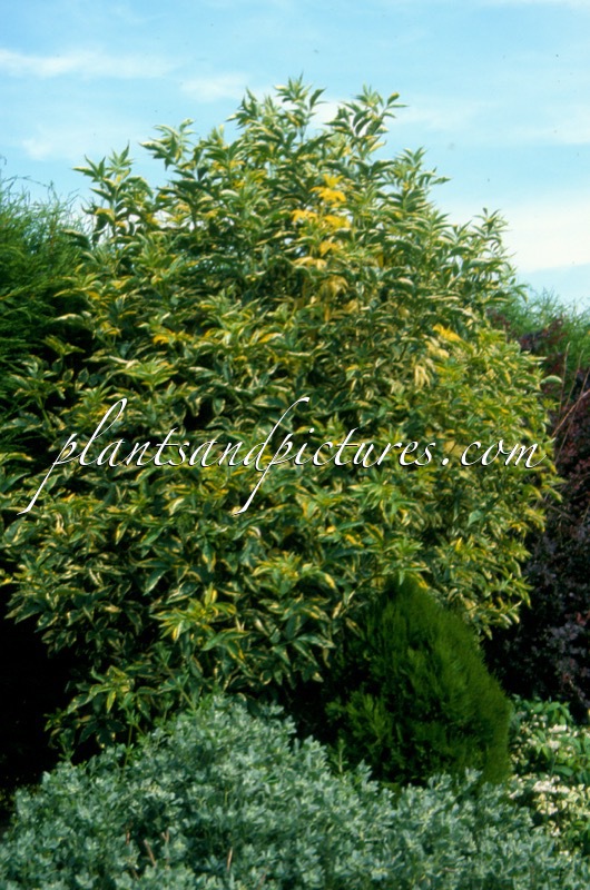 Sambucus nigra ‘Marginata’