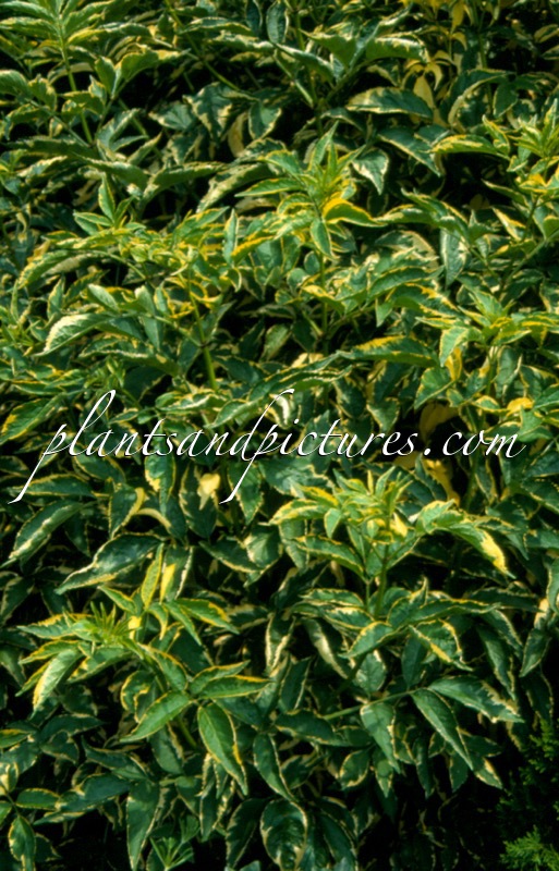 Sambucus nigra ‘Marginata’