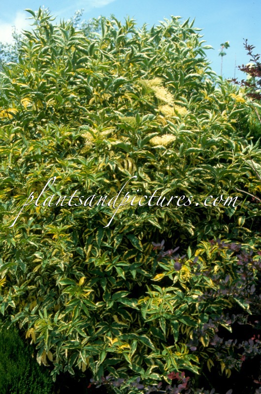 Sambucus nigra ‘Marginata’