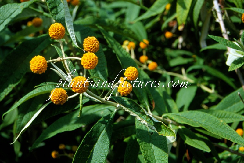 Buddleja globosa