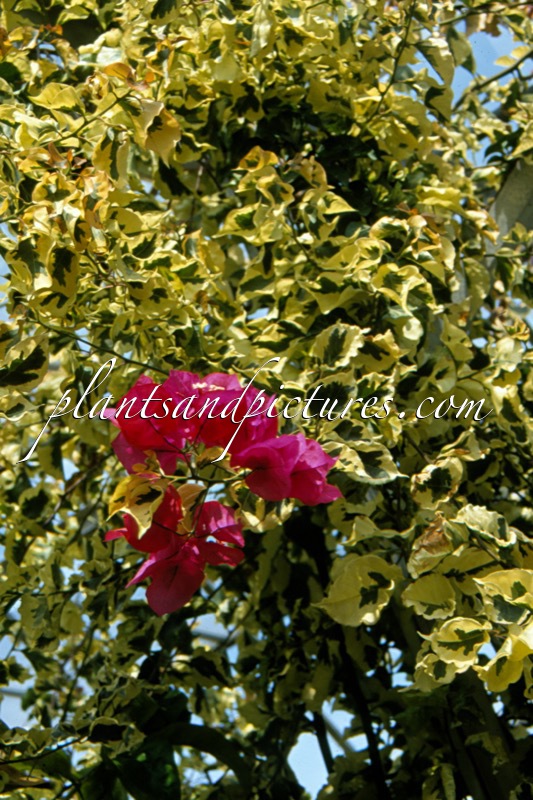 Bougainvillea buttiana ‘Dauphine’