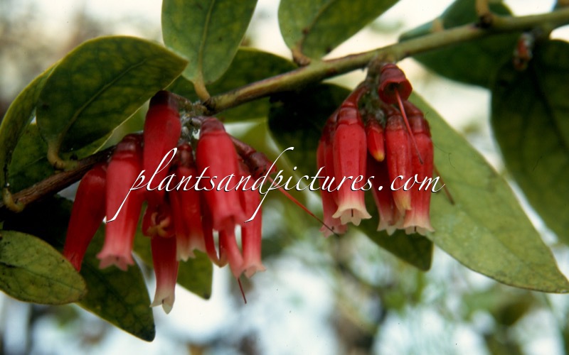 Macleania glabra