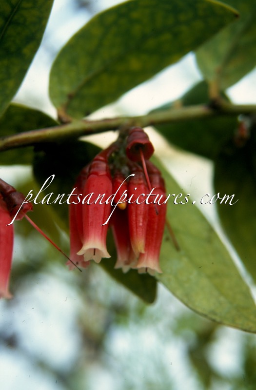 Macleania glabra