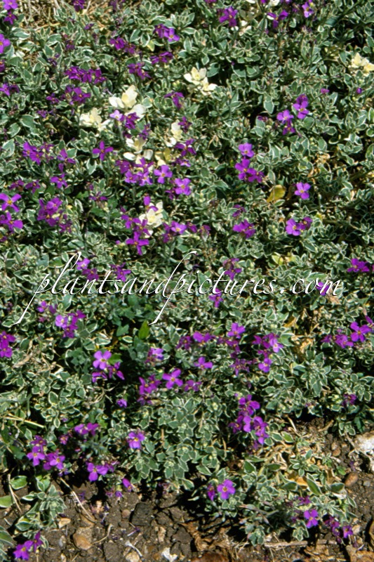 Aubrieta ‘Argenteovariegata’