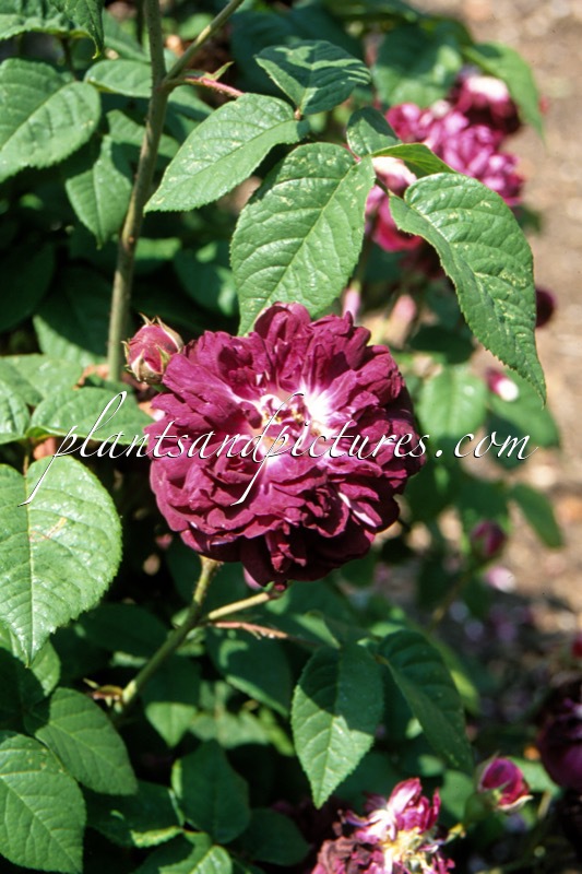 Rosa ‘Cardinal de Richelieu’