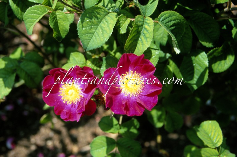 Rosa ‘La Belle Sultane’ (VIOLACEA)