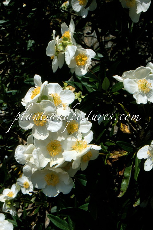 Carpenteria californica ‘Ladham’s Variety’