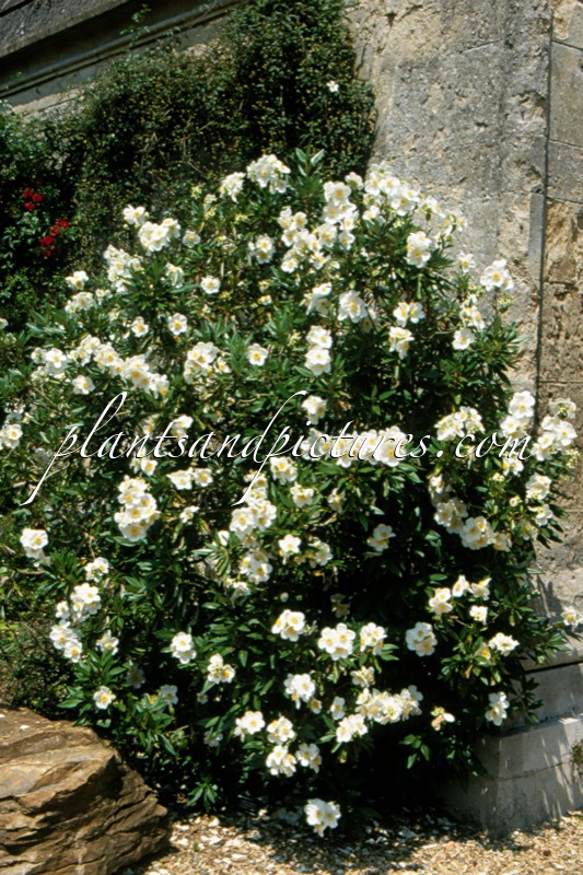 Carpenteria californica ‘Ladham’s Variety’