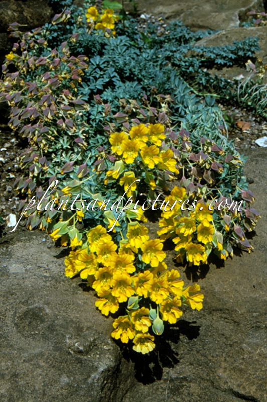 Tropaeolum polyphyllum