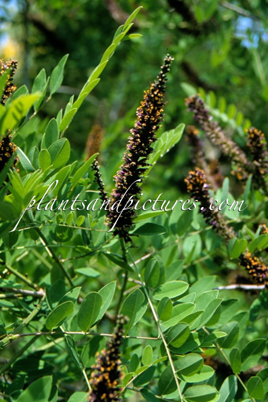 Amorpha fruticosa