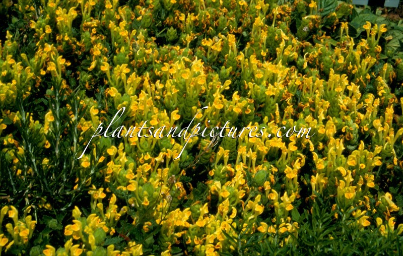 Scutellaria orientalis