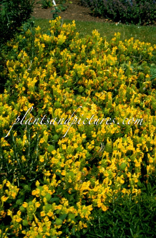 Scutellaria orientalis