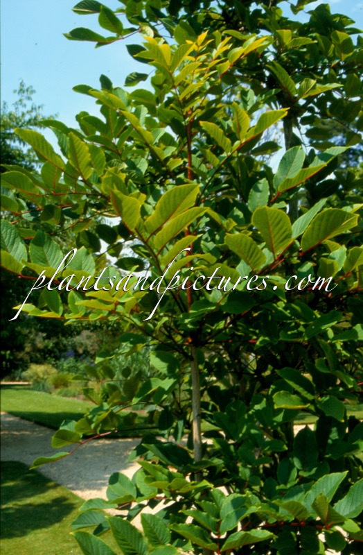 Meliosma veitchiorum