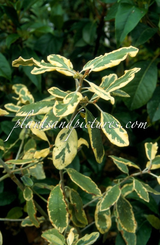 Pittosporum ralphii ‘Variegatum’